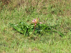Crinum stuhlmannii delagoense