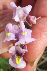 Nemesia denticulata