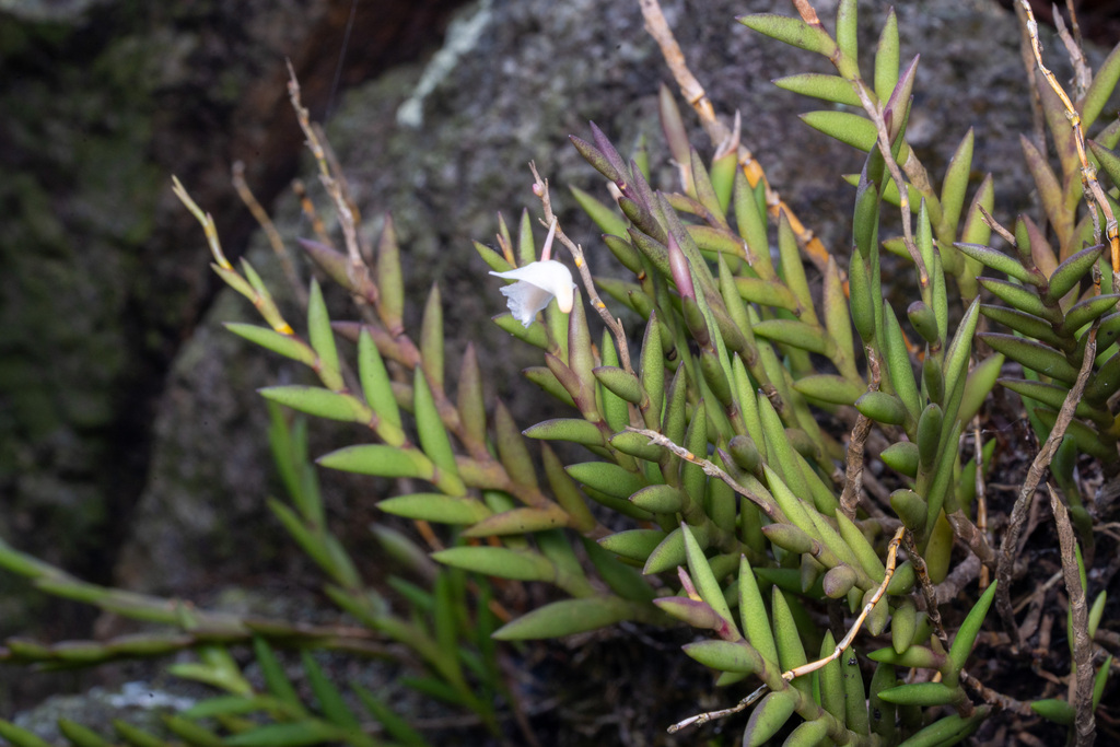 Dendrobium spatella Rchb.f.