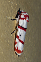 Cyana perornata