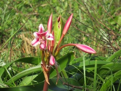 Crinum stuhlmannii delagoense