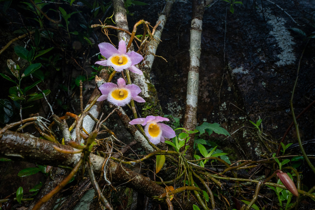 Dendrobium loddigesii Rolfe