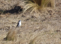 Muscisaxicola rufivertex