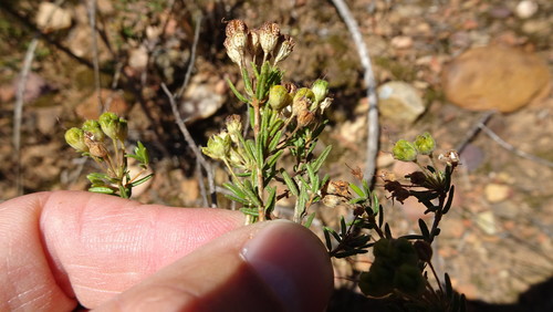 Image of Agathosma foetidissima by (c) Paul Emms, some rights reserved (CC BY-SA)