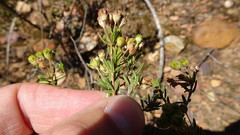 Agathosma foetidissima