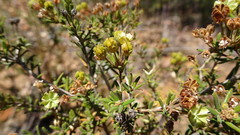 Agathosma foetidissima