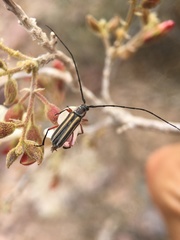 Sphaenothecus bilineatus
