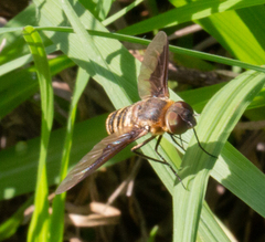 Exoprosopa brevirostris