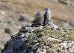 Muscisaxicola rufivertex