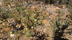 Agathosma foetidissima