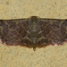 Idaea purpurea - Photo (c) Vijay Anand Ismavel, some rights reserved (CC BY-NC-SA)