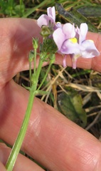 Nemesia denticulata