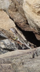 Crotaphytus