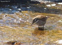 Cinclodes olrogi