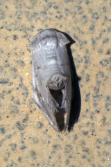 Niphopyralis