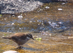 Cinclodes olrogi