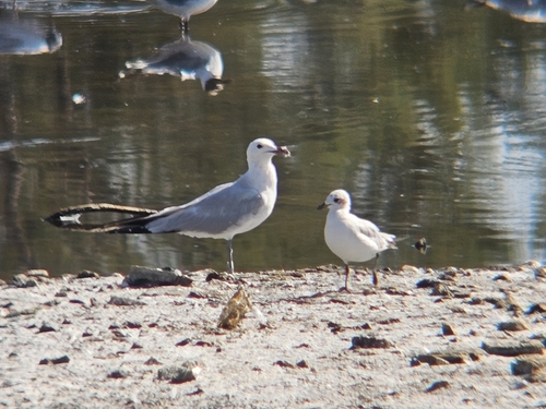 Avistamiento Gaviota de Audouin