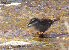 Cinclodes olrogi