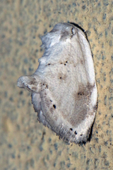 Niphopyralis
