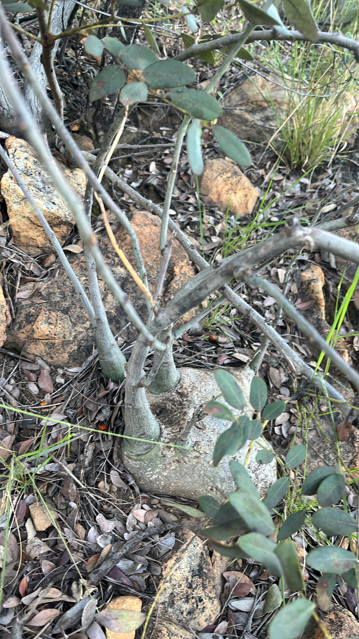 Imagem de Adenia glauca