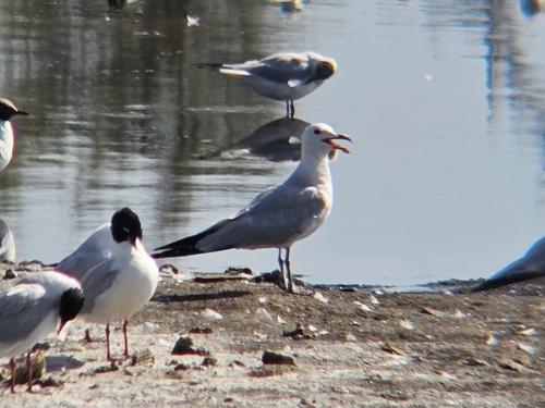 Avistamiento Gaviota de Audouin
