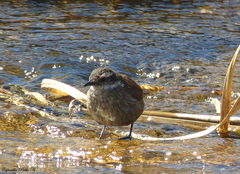 Cinclodes olrogi