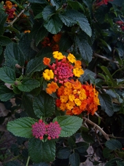 Lantana camara