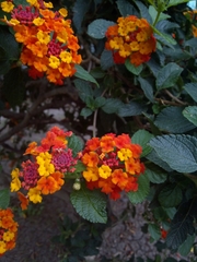 Lantana camara
