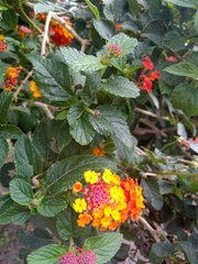Lantana camara