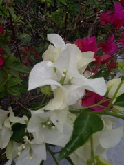 Bougainvillea