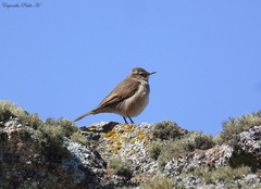 Cinclodes comechingonus