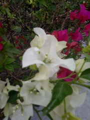 Bougainvillea