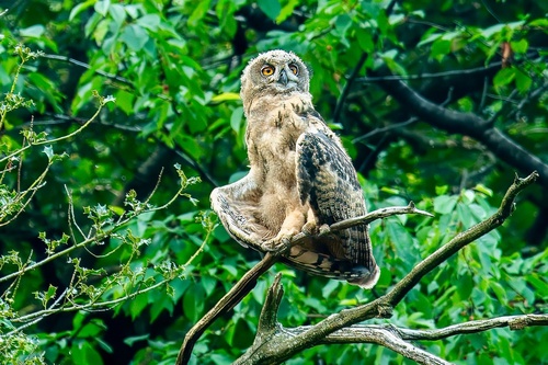 View observation of {o.common_name} on iNaturalist