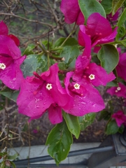 Bougainvillea