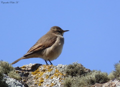 Cinclodes comechingonus