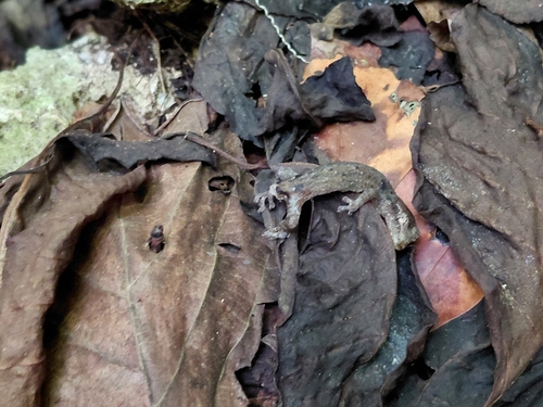 Lepidodactylus lugubris observed 2025-06-21
