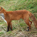 Kurile Island Red Fox - Photo (c) Dmitry Kulakov, some rights reserved (CC BY), uploaded by Dmitry Kulakov