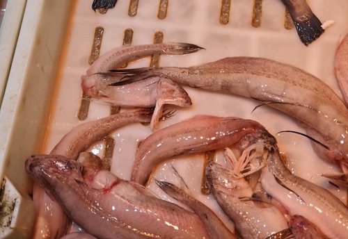 Bombay duck (Harpadon nehereus) — Synodontidae — 5