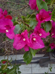 Bougainvillea