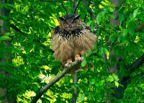 View observation of {o.common_name} on iNaturalist