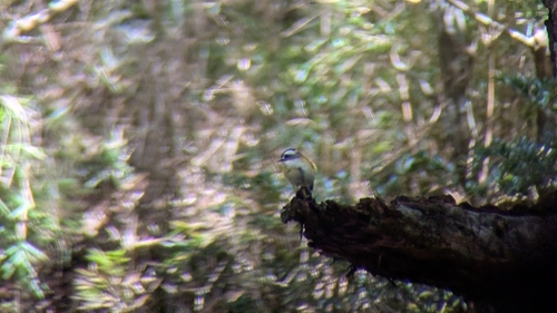 Flamecrest (Regulus goodfellowi), photo 8