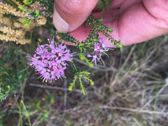 Agathosma cerefolium