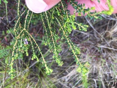 Agathosma cerefolium