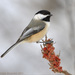 Black-capped Chickadee - Photo (c) Heather Pickard, some rights reserved (CC BY-NC)