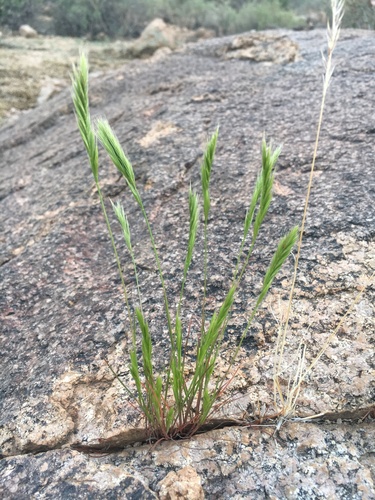Festuca octoflora
