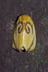 Trischalis subaurana