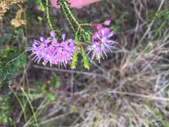 Agathosma cerefolium