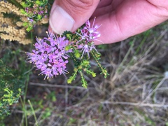 Agathosma cerefolium