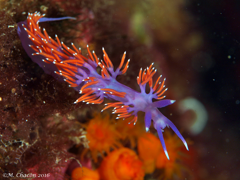 Paraflabellina ischitana