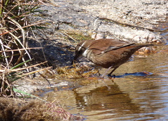 Cinclodes atacamensis